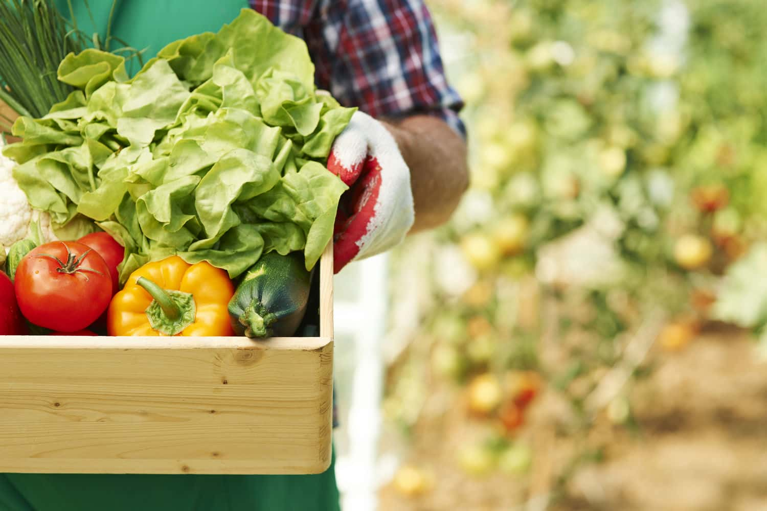 Introducción a la agricultura ecológica